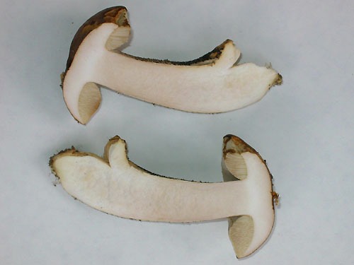 Leccinum scabrum Leccinum scabrum