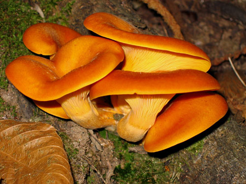 Omphalotus olearius Omphalotus olearius