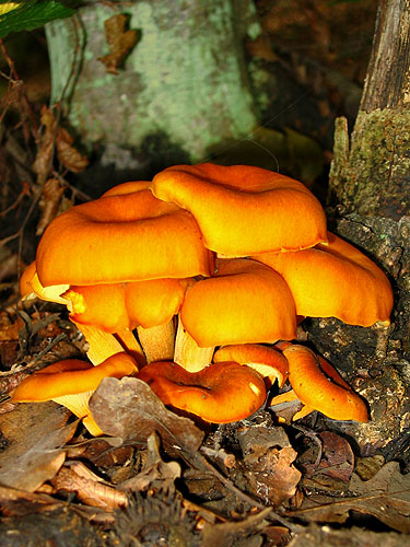 Omphalotus olearius Omphalotus olearius