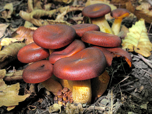 Omphalotus olearius Omphalotus olearius
