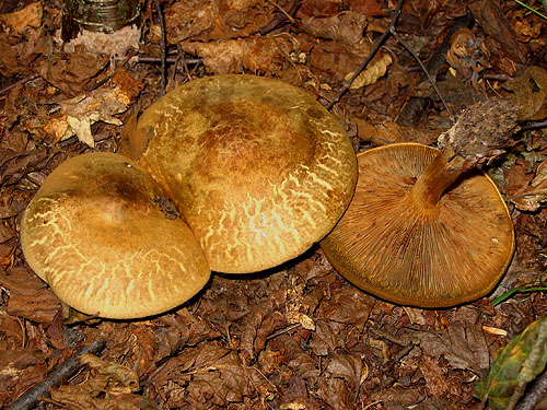 Paxillus involutus Paxillus involutus