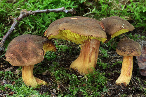 Phylloporus pelletieri Phylloporus pelletieri