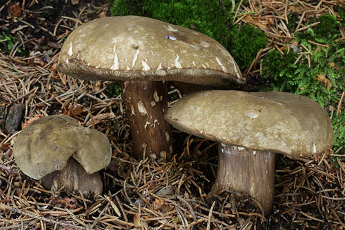 Porphyrellus porphyrosporus