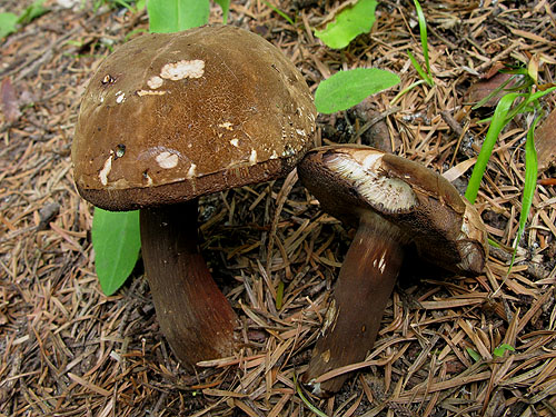 Porphyrellus porphyrosporus