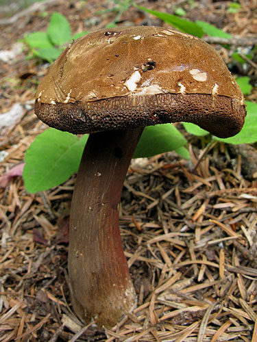 Porphyrellus porphyrosporus