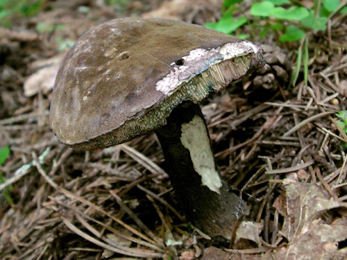Porphyrellus porphyrosporus
