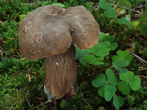 Porphyrellus porphyrosporus