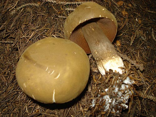 Porphyrellus porphyrosporus