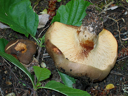 Paxillus rubicundulus