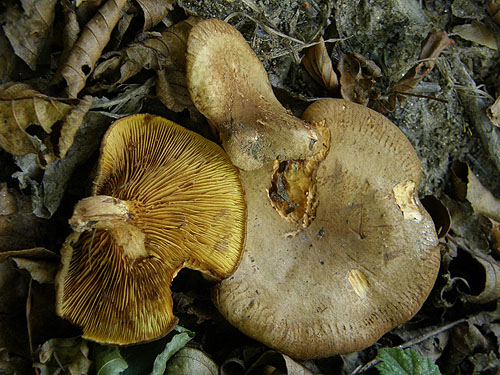 Paxillus rubicundulus
