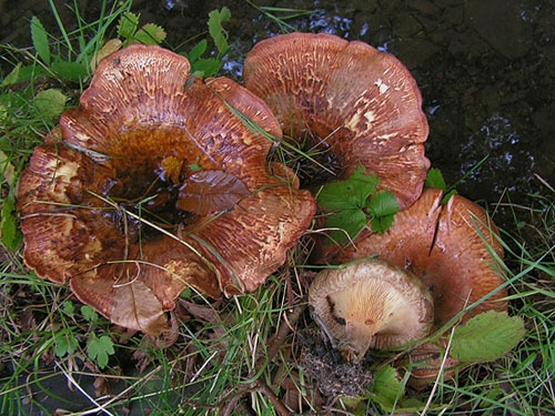 Paxillus validus