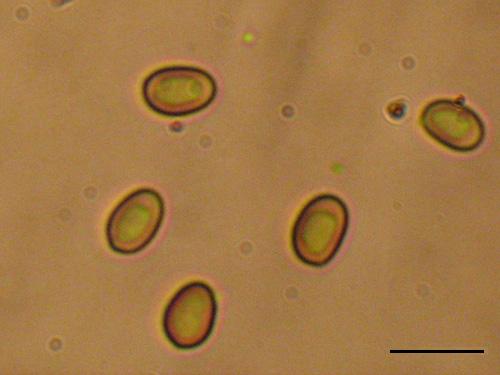 Paxillus rubicundulus