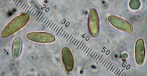 Phylloporus pelletieri Phylloporus pelletieri