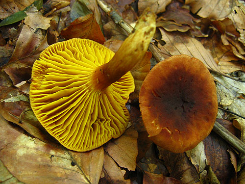 Phylloporus pelletieri Phylloporus pelletieri