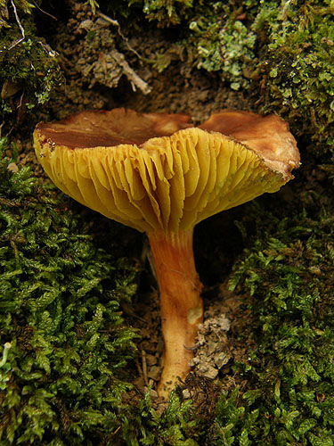 Phylloporus pelletieri Phylloporus pelletieri