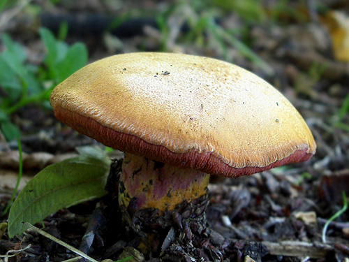 Rubinoboletus rubinus Rubinoboletus rubinus