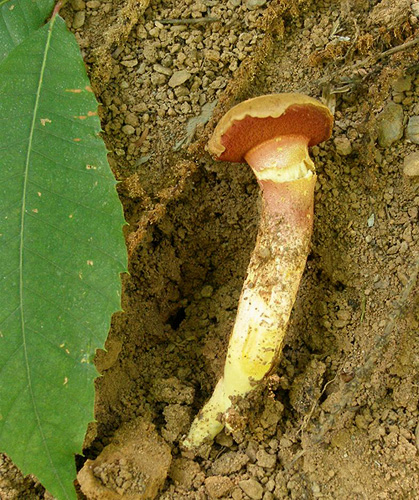 Rubinoboletus rubinus Rubinoboletus rubinus