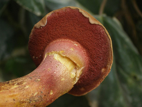 Rubinoboletus rubinus Rubinoboletus rubinus