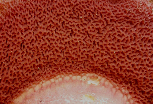 Rubinoboletus rubinus Rubinoboletus rubinus