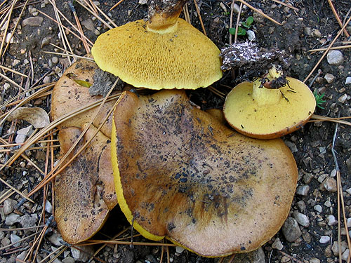 Suillus collinitus Suillus collinitus