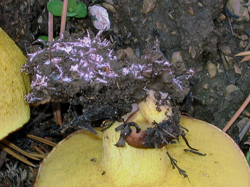 Suillus collinitus Suillus collinitus