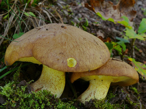 Suillus collinitus Suillus collinitus