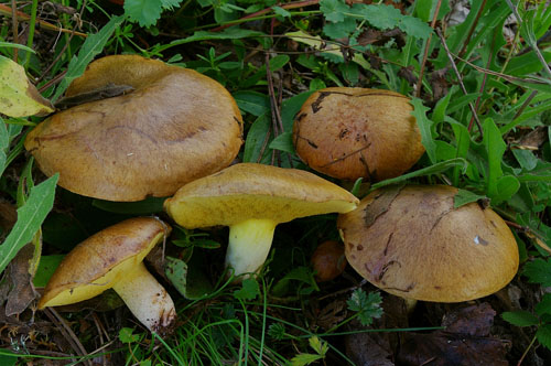 Suillus collinitus Suillus collinitus