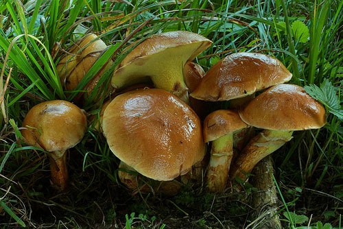 Suillus grevillei
