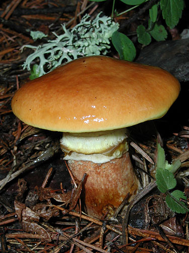 Suillus grevillei