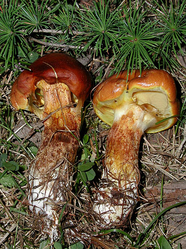 Suillus grevillei