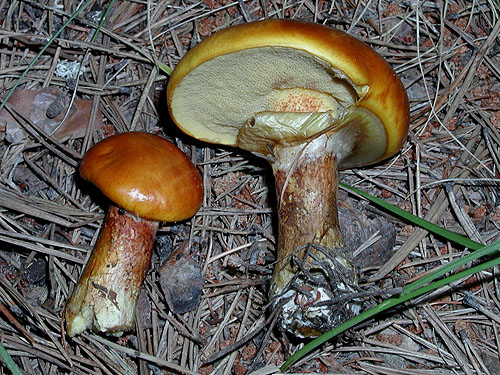 Suillus grevillei