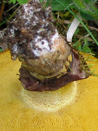 Suillus luteus