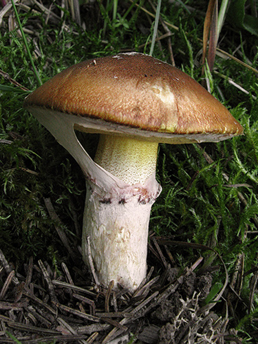 Suillus luteus
