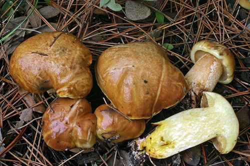 Suillus mediterraneensis Suillus mediterraneensis