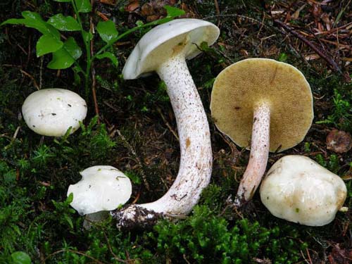Suillus placidus Suillus placidus
