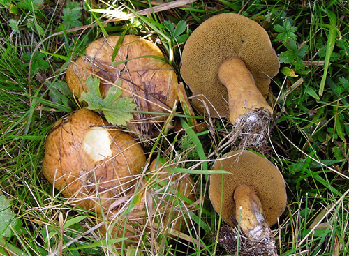 Suillus plorans Suillus plorans