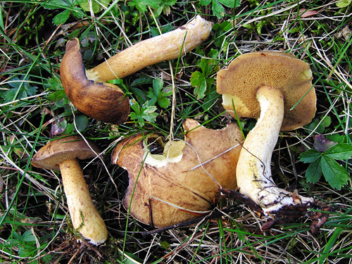 Suillus plorans Suillus plorans