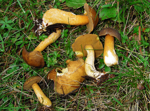 Suillus plorans Suillus plorans