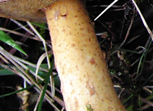 Suillus plorans Suillus plorans