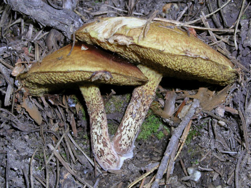 Suillus sibiricus
