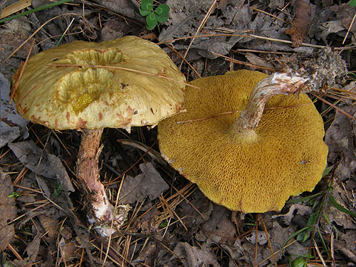 Suillus sibiricus