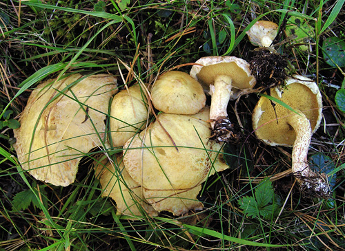 Suillus sibiricus