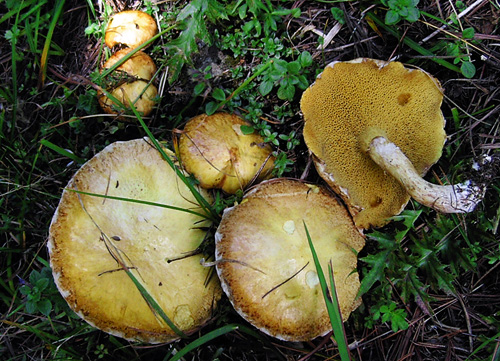 Suillus sibiricus