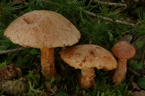 Suillus tridentinus