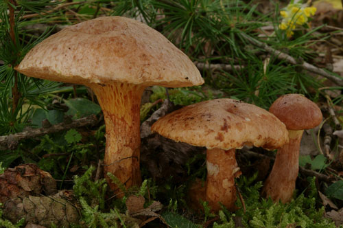 Suillus tridentinus