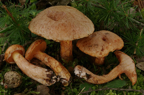 Suillus tridentinus