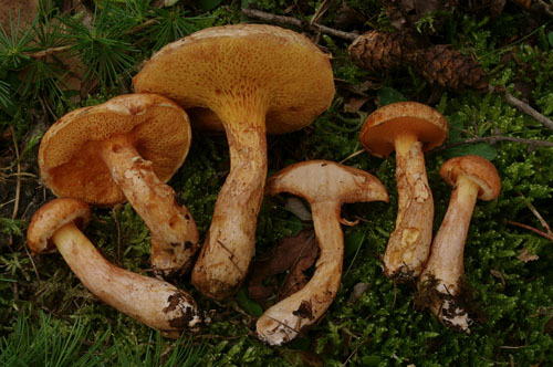 Suillus tridentinus