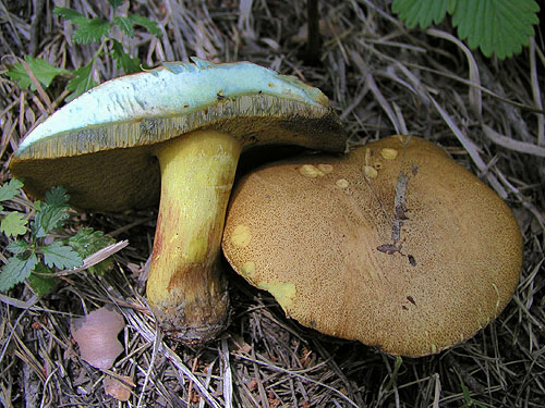 Suillus variegatus Suillus variegatus