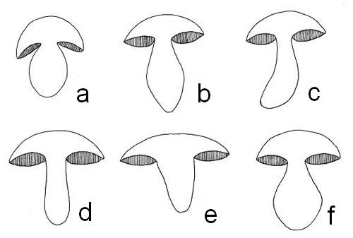 Stipe shape Stipe shape