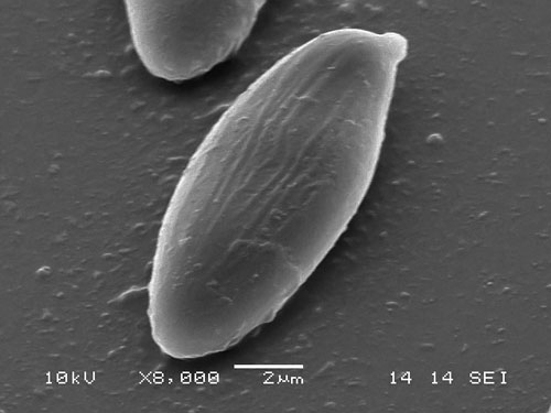 Xerocomus cisalpinus Xerocomus cisalpinus